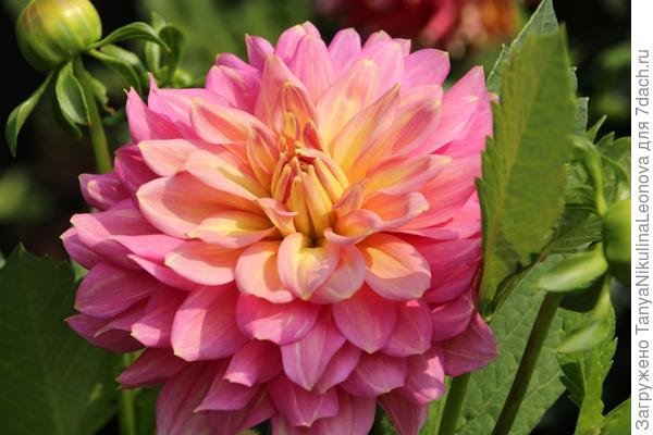 Один из..."Благородный"