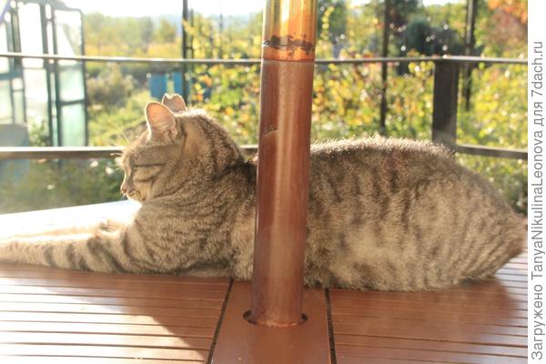 В утренних лучах