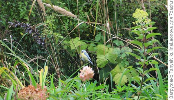 Лазоревка прилетела