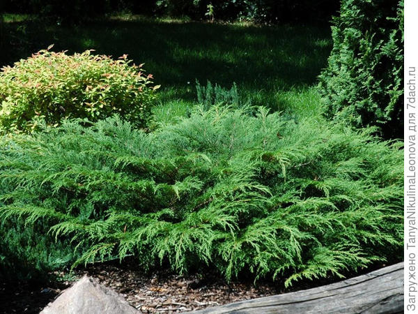 Микробиота. (фото из инета)