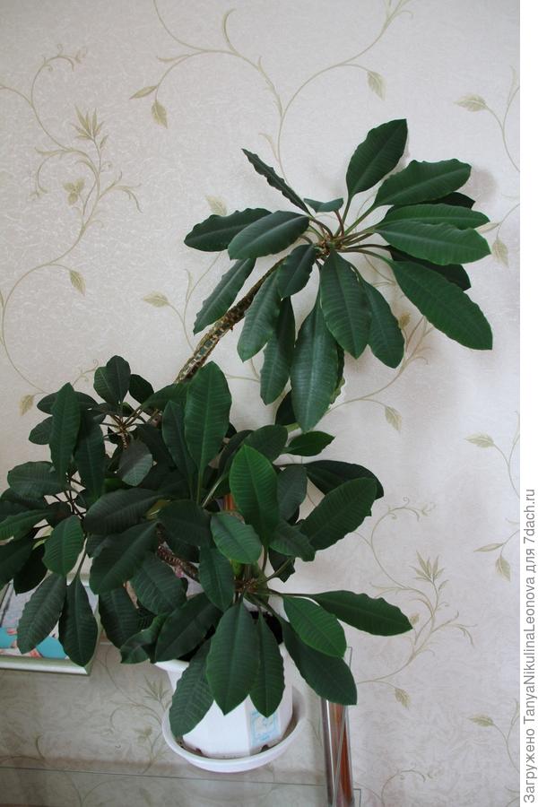 Молочай беложилковый