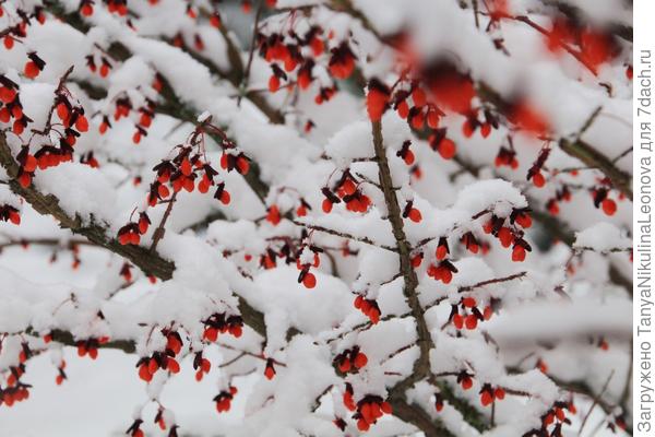 мой бересклет