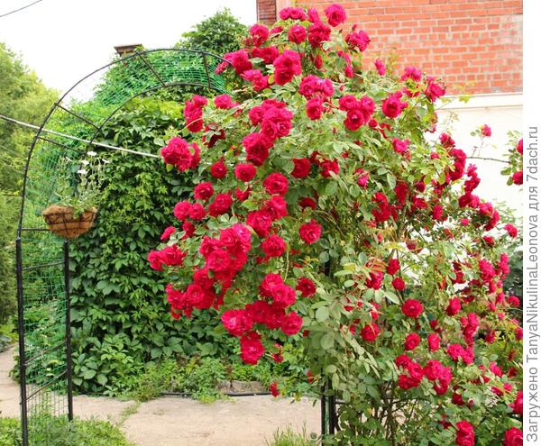 Фламентац