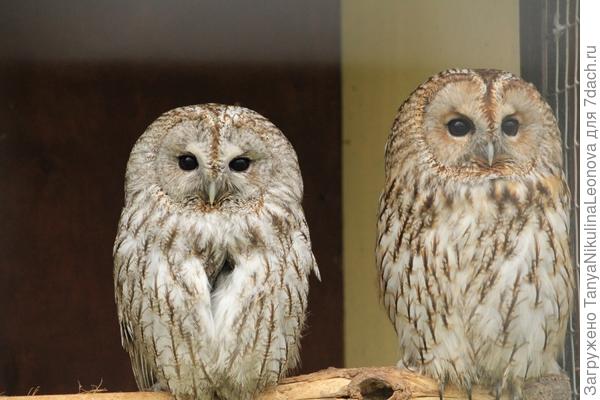 Такие забавные!