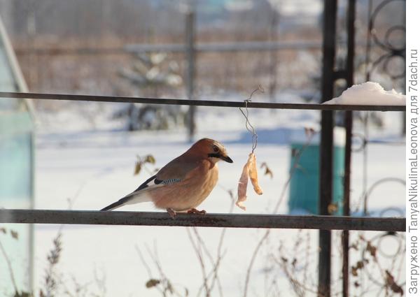 Они и сало, и семечки едят.