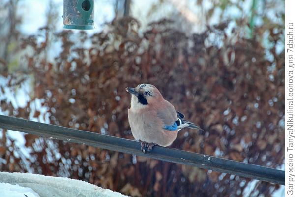 А мне синички что-нибудь оставили?
