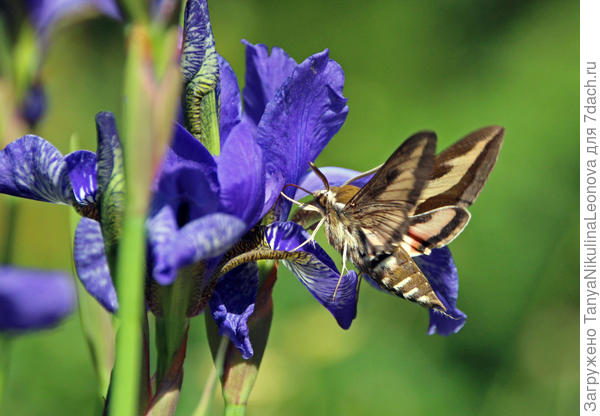 Бабочка бражника