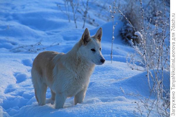 Мой случайный спутник
