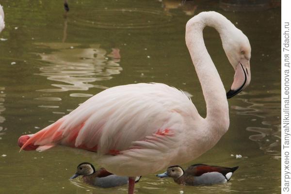 Уточки тоже красивые