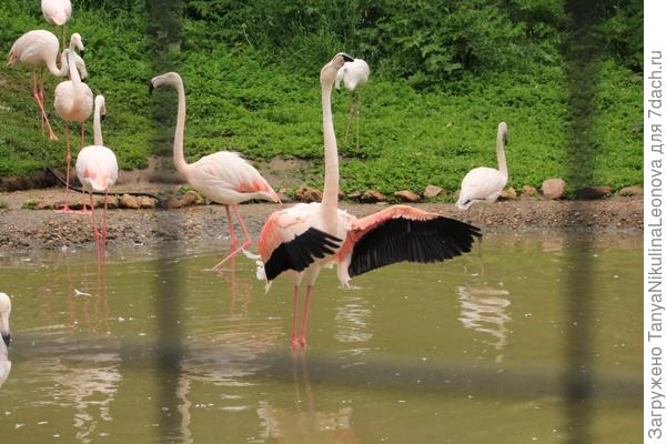 Фламинго-Дирижер
