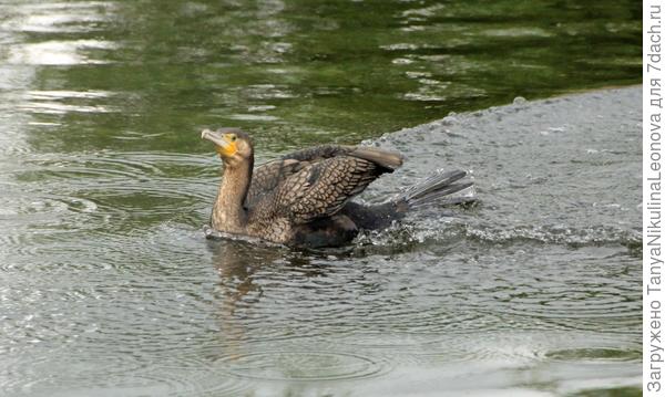 Черный лебедь