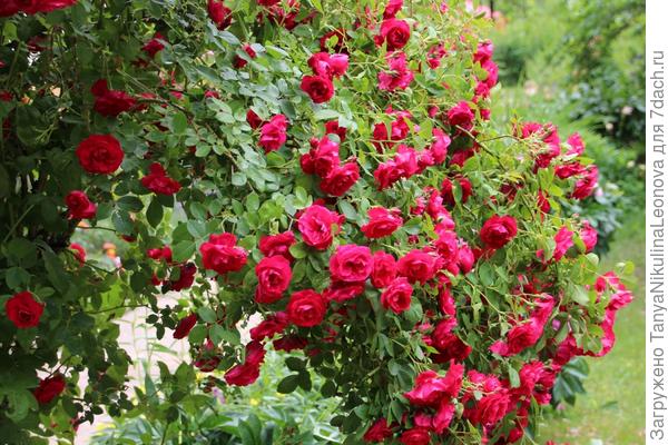 Фламентанц в нашем саду.