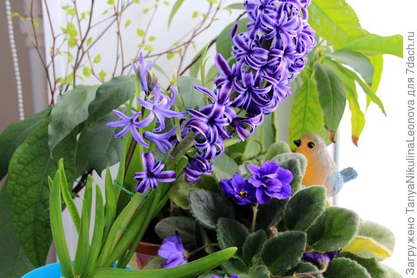 Немножко весеннего настроения с моего подоконника в начале марта. 02.03.2017