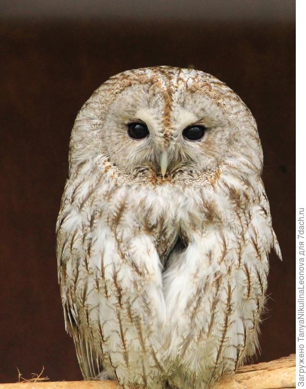 Мудрый взгляд