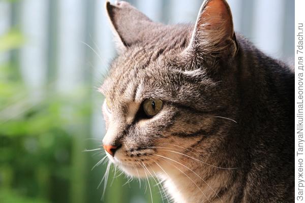 Сосредоточенный...