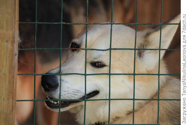 Добродушный...