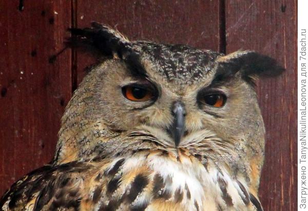 Взгляд свысока