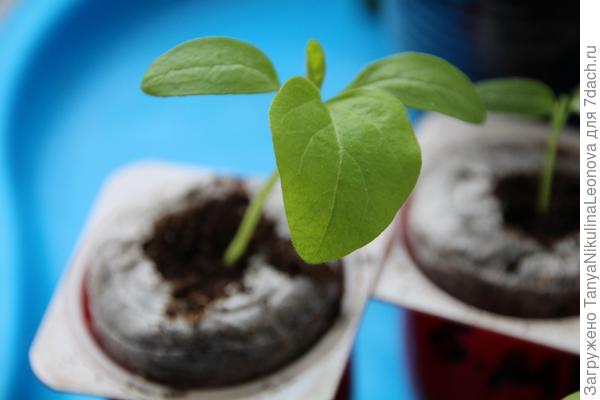 В таблетках