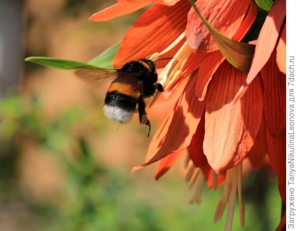 Королевское угощение - рябчик императорский