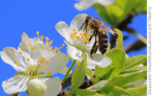 Сливовый десерт!