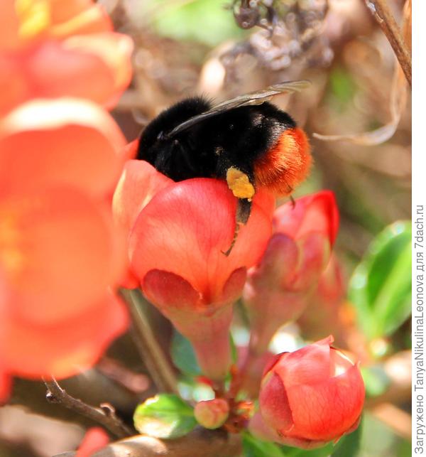 Толстячок)))