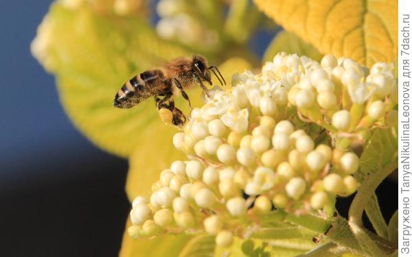 Весной калина кормит пчел, а осенью - птичек)