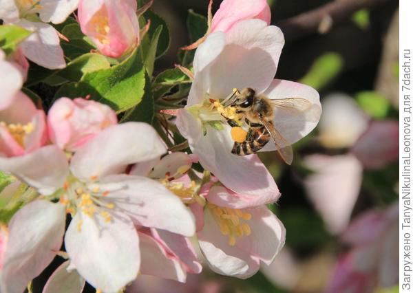 Сладкий нектар дикой яблони