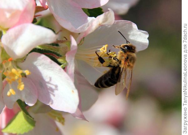 Пчелки рулят)