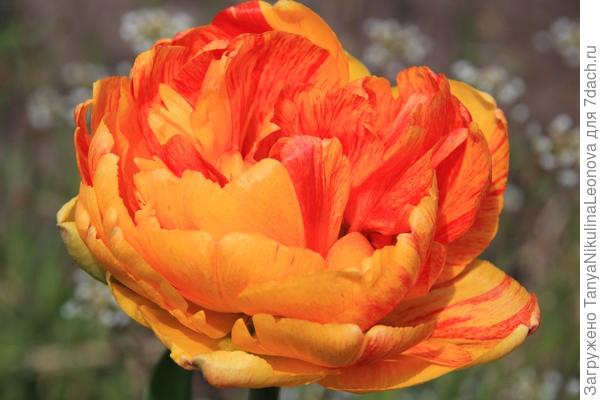 Это цветет моя &quot;Солнечная любовь&quot;