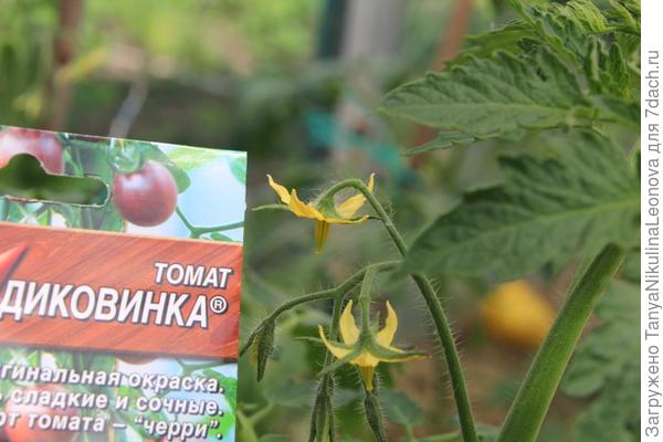 цветы 23 мая