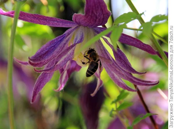 Княжик цветёт