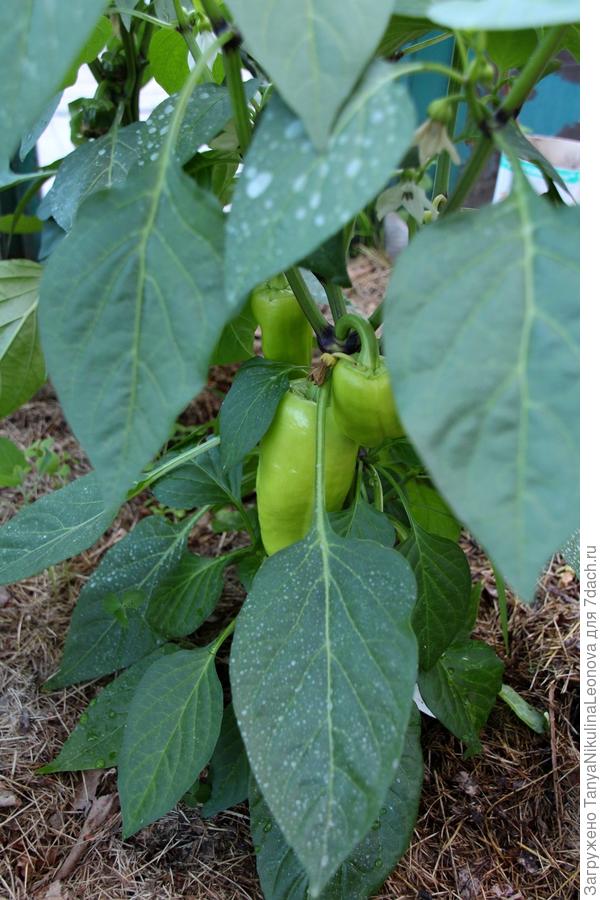 завязи на третьем растении