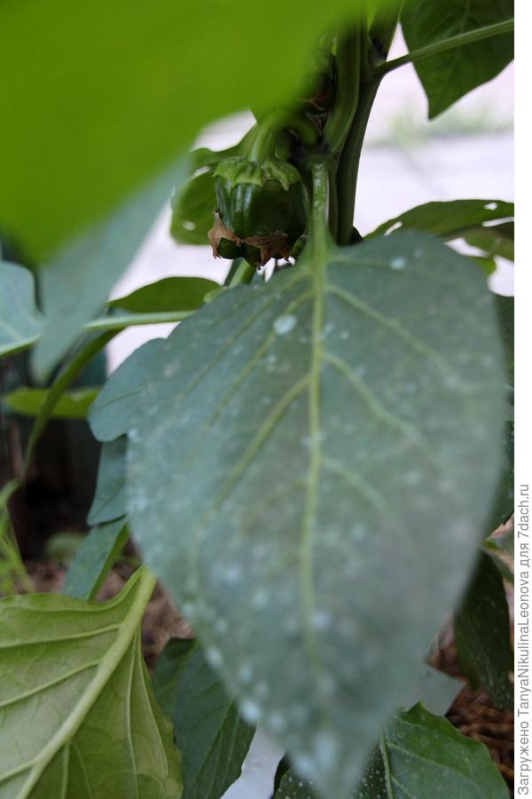 завязь на третьем