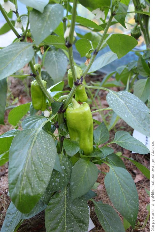 завязи на втором растении