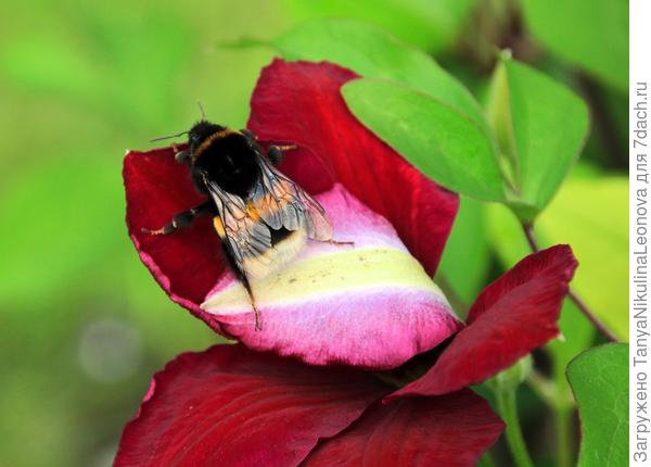 На клематисе