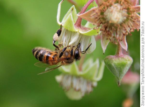 Поманила душистая малина...
