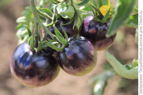 &quot;Синее золото&quot;