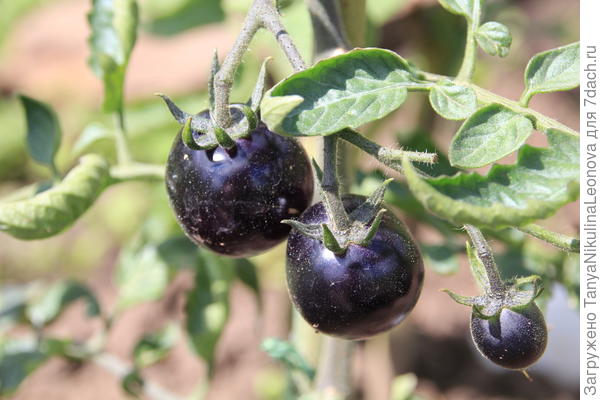 &quot;Индиго Роуз&quot;