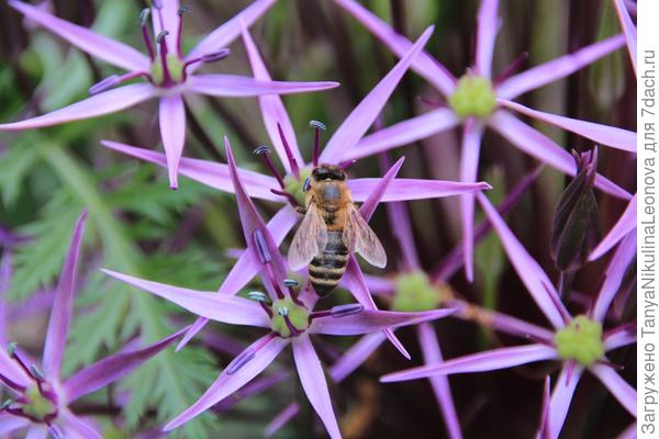 И лучок бывает сладким!