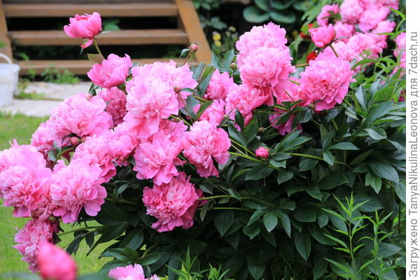 Простые розовые