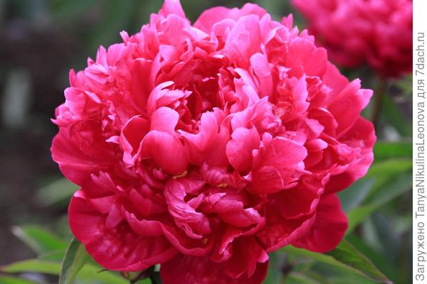 Поздний, темный