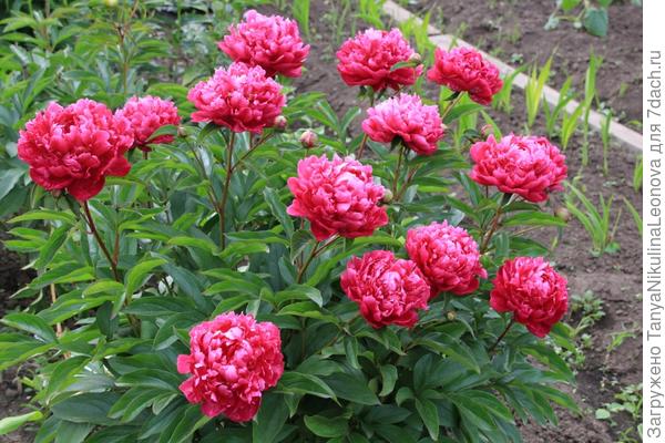 Поздние , очень сложно передать их настоящий оттенок...