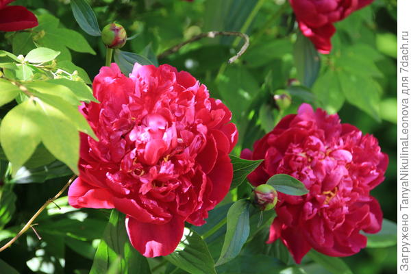 В полутени тоже могут цвести