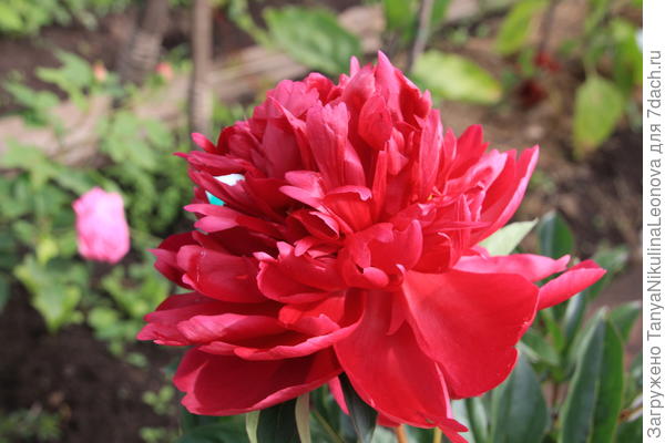 Первое цветение. Покупала в &quot;Подворье&quot; как Ниппон Бьюти, но это оказался пересорт. Как жалко!!!((((