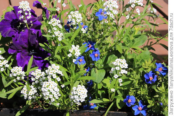 В этом году на террасе