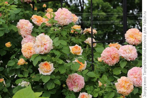 И ещё букет ароматных роз с Тульской земли!