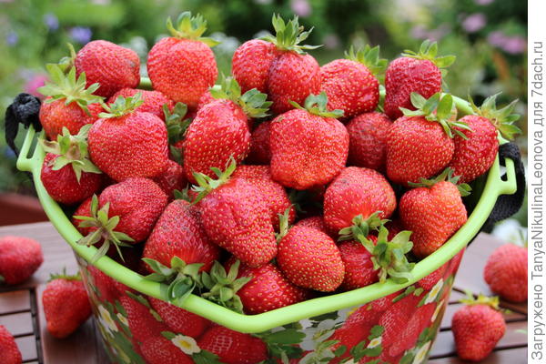 Это тебе!!! Кажется  где-то читала у тебя земляники нет?