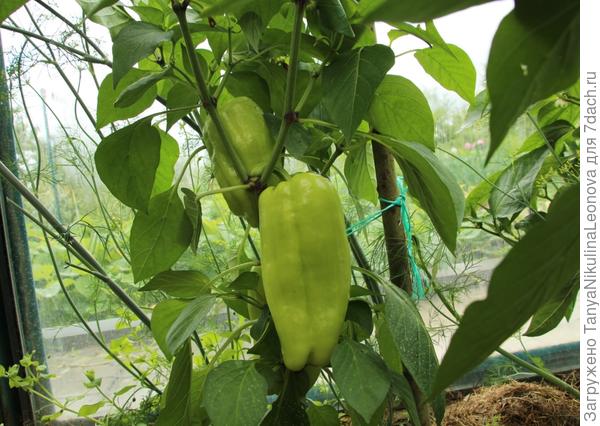 завязи на 1 кусте