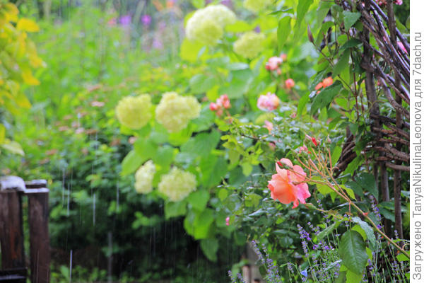 Розы мокнут...