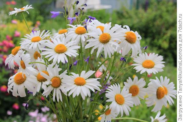 Поздравляю!!! Солнечные ромашки для солнечного человека...